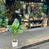A Musa Dwarf Cavendish plant, also known as a Banana Plant, in front of Urban Tropicana&