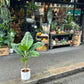 A Musa Dwarf Cavendish plant, also known as a Banana Plant, in front of Urban Tropicana&