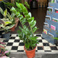 A Zamioculcas Zamiifolia also known as a ZZ plant in front of Urban Tropicana’s store in Chiswick, London