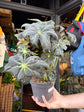 Begonia Heraclefolia ‘Draco’ | 17cm pot