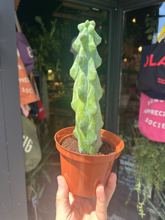 Myrtillocactus geometrizans &
