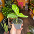 A Aglaonema Pictus Tricolour plant also known as a Tricolour Chinese Evergreen in front of Urban Tropicana&