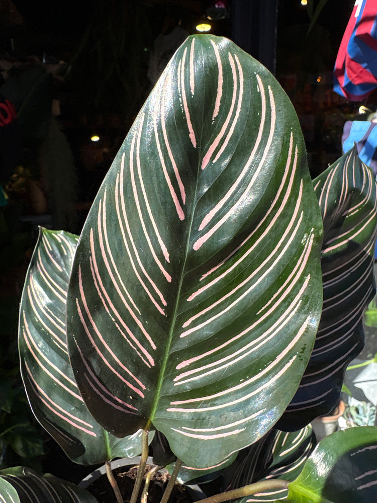 Calathea sanderiana (Pinstripe Plant) in 12cm pot outside Urban Tropicana plant shop in Chiswick, London
