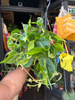 Philodendron Scandens Brasil | 15cm Hanging pot