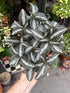 A Pilea Silver Tree plant also known as a Pilea Cadierei Minima plant in front of Urban Tropicana&