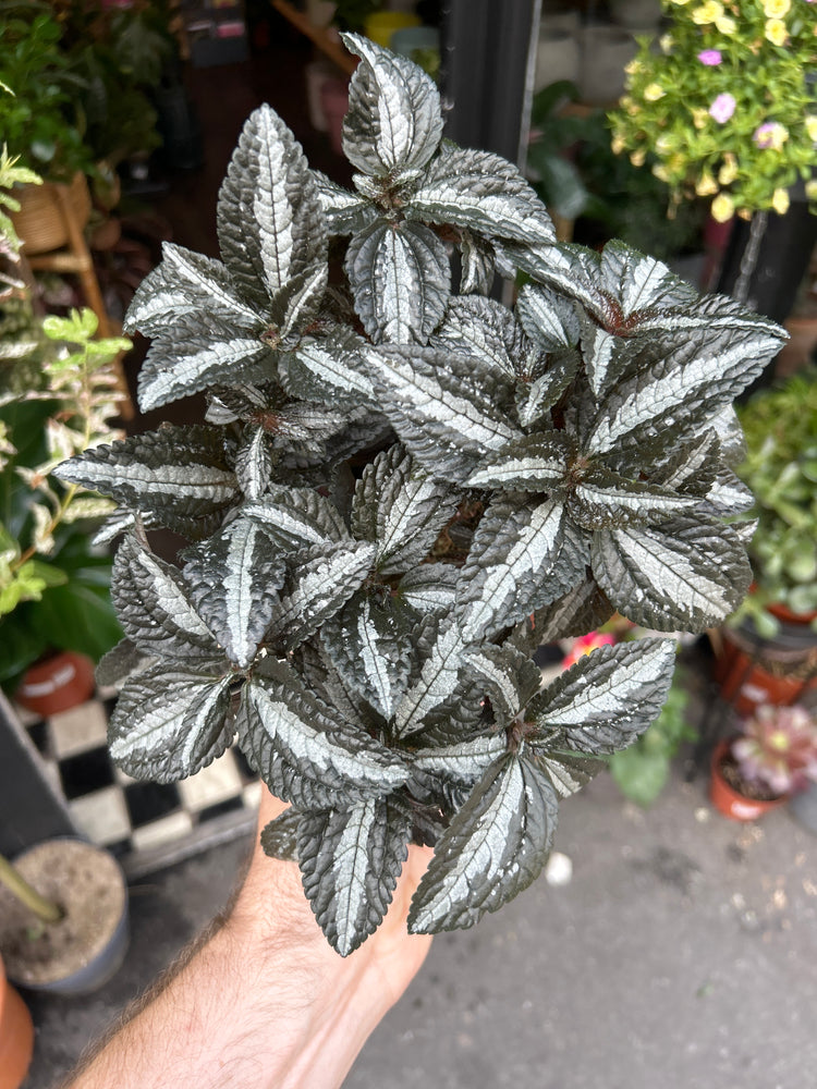 A Pilea Silver Tree plant also known as a Pilea Cadierei Minima plant in front of Urban Tropicana&