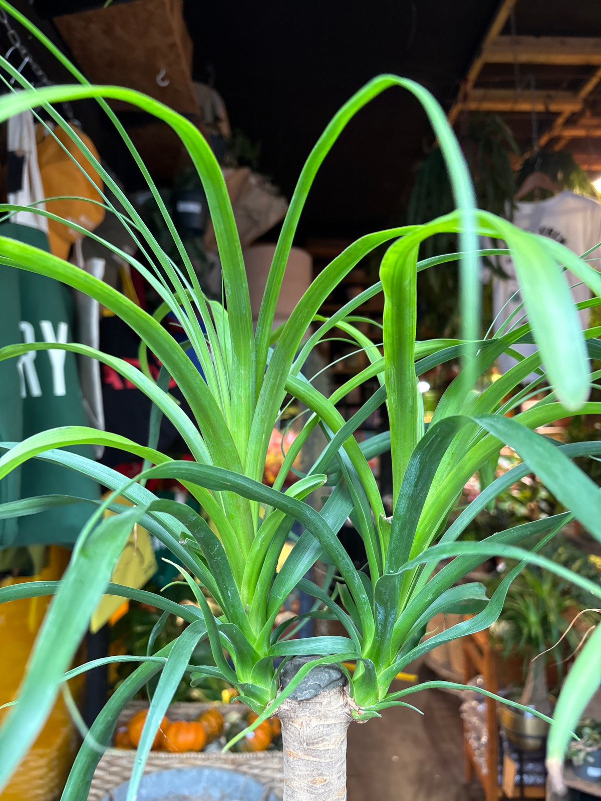 Beaucarnea Recurvata | 19cm pot