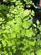 Adiantum Fragrans | 17cm pot