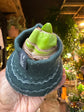 Amaryllis Wax Bulb | Green Jumper