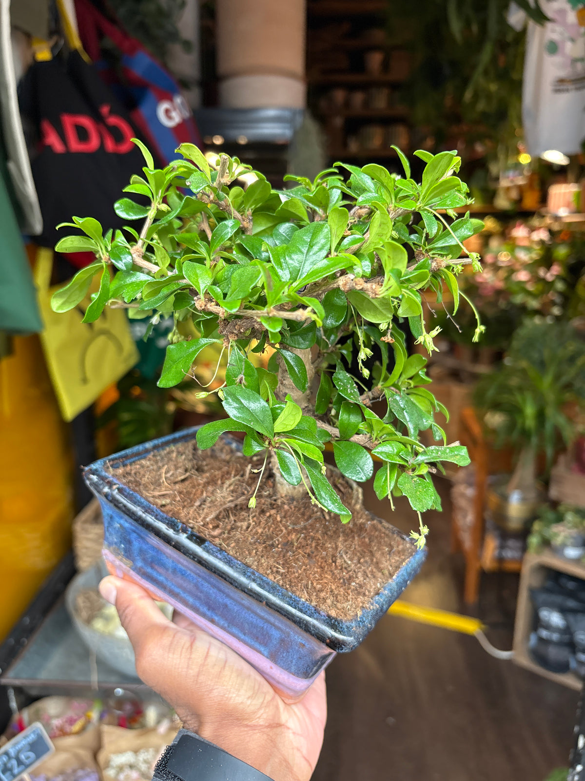 Bonsai Carmona | 15cm blue ceramic pot