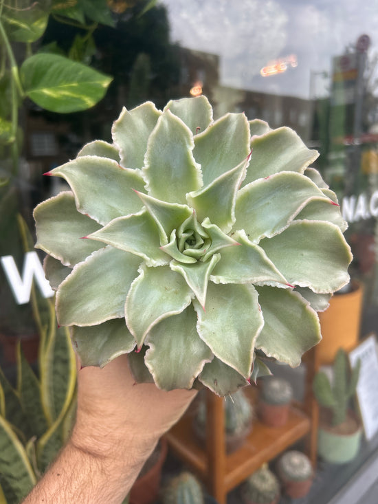 Echeveria Madiba | 13cm pot