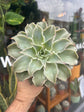 Echeveria Madiba | 13cm pot