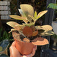 Kalanchoe Orgyalis
