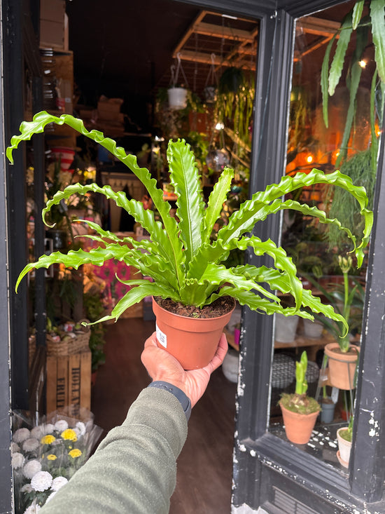 Asplenium Antiquum Osaka | 12cm pot