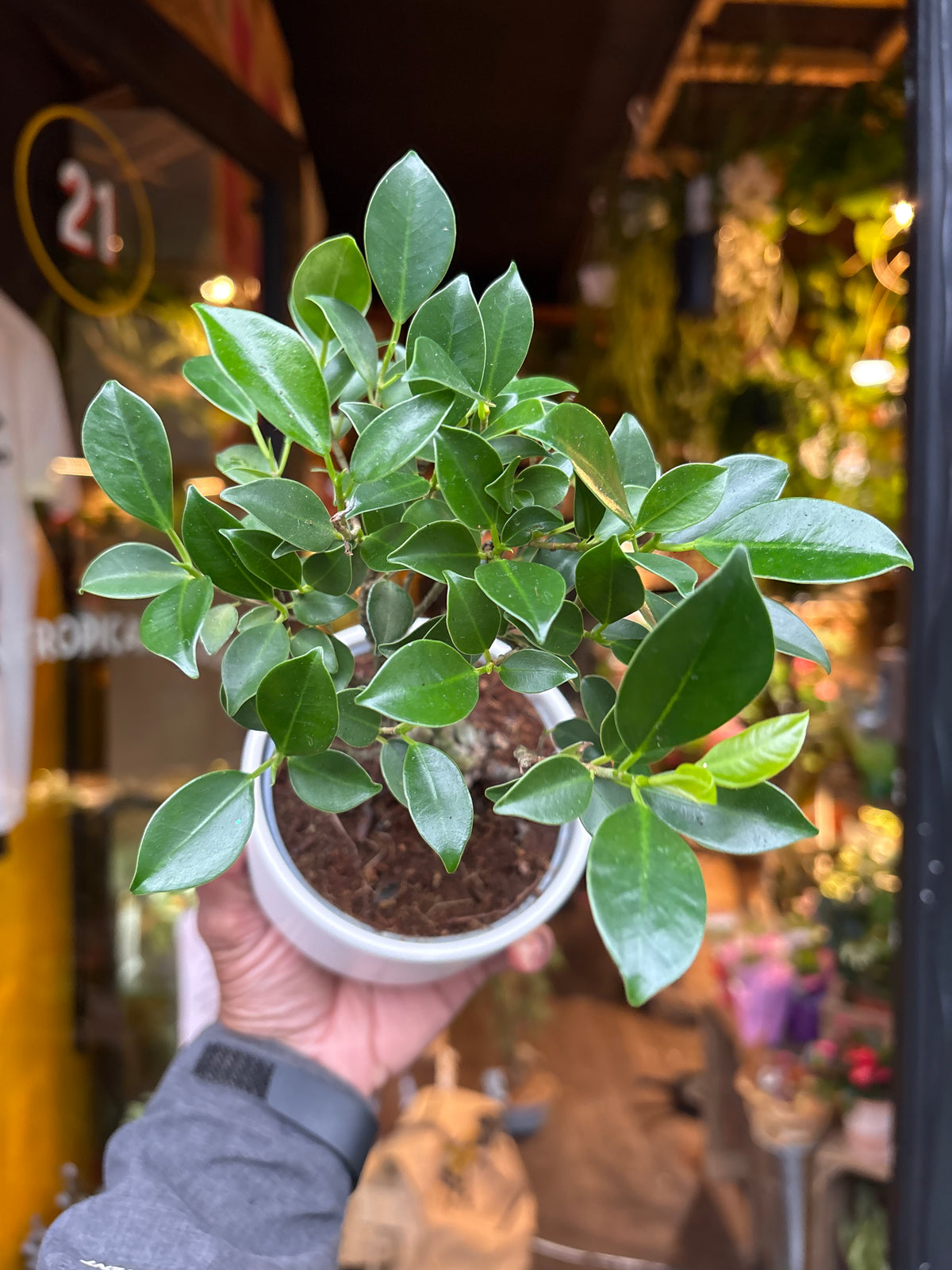 Bonsai Retusa | 11cm white ceramic pot