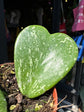 Hoya Kerrii Splash | Sweetheart Plant | 8cm pot