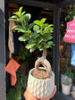 Ficus Microcarpa ‘Ginseng’ | 12cm ceramic decorative pot