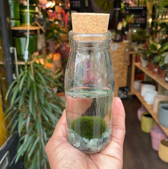 A Marimo plant also known as a Moss Ball in front of Urban Tropicana&