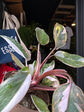 Philodendron Red Anderson | 11cm pot
