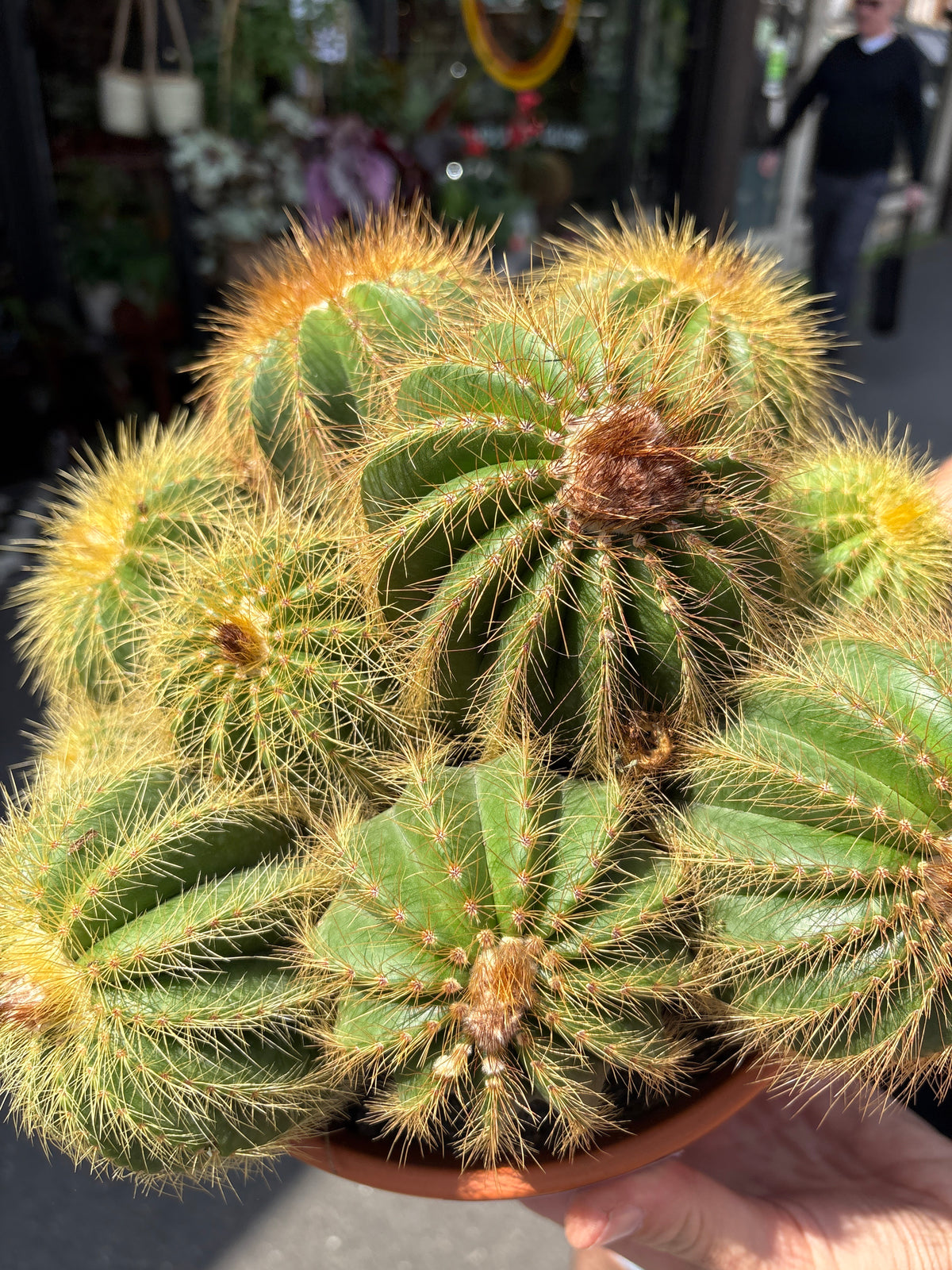 Eriocactus Warasii | 23cm pot