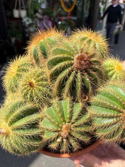 Eriocactus Warasii | 23cm pot