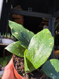 Hoya Sp Gayo | 10.5cm pot