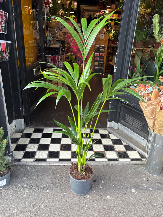 Howea Forsteriana | 17cm pot