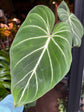 Philodendron Gloriosum | 12cm pot