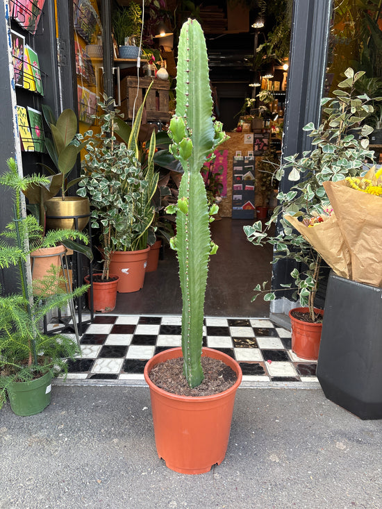 Euphorbia Acrurensis | 24cm pot