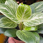 A Philodendron Birkin in front of Urban Tropicana’s store in Chiswick, London