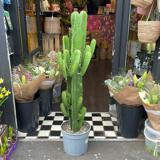 A Euphorbia plant also in front of Urban Tropicana&