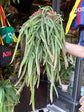 Lepismium Cruciforme | 21cm pot