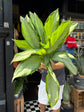 Aglaonema Cleopatra  | 17cm pot