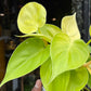 Philodendron Scandens Lemon Lime (12cm pot)