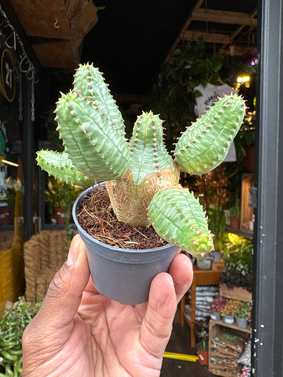 Euphorbia Globosa | 6cm pot