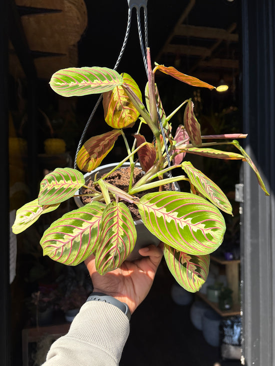 Maranta Fascinator | 15cm Hanging Pot