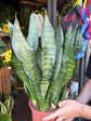 Sansevieria trifasciata Black Coral | 21cm pot