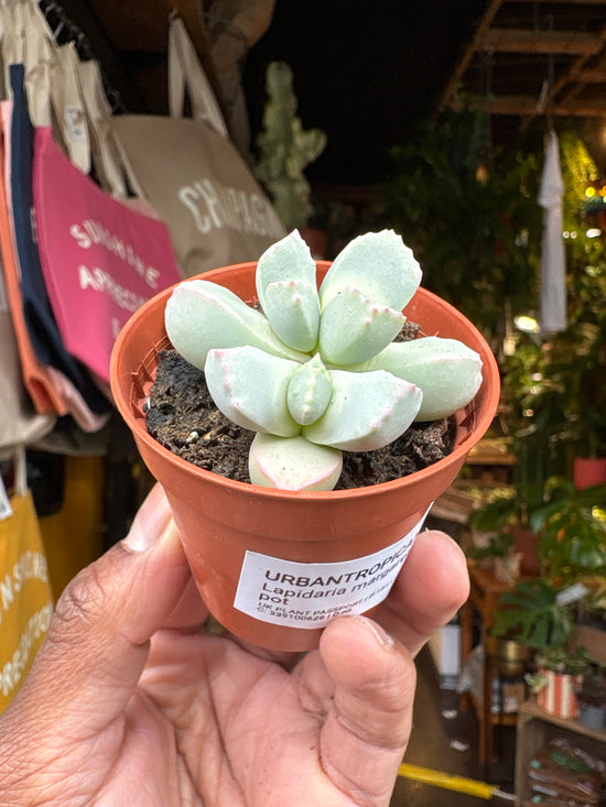 Lapidaria margaretae | 5.5cm pot