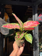Aglaonema Pinky Promise | 9cm ceramic pot