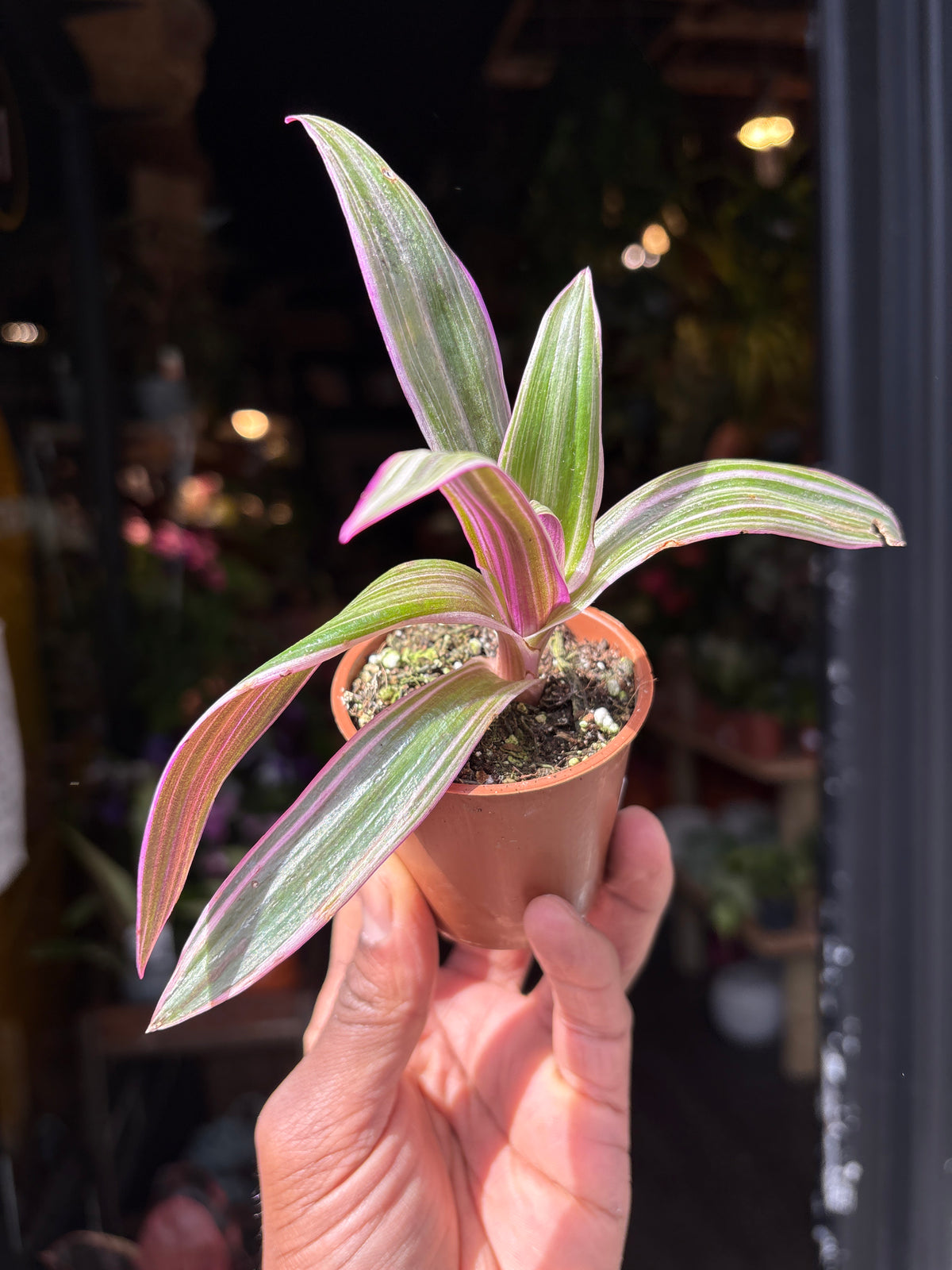 Tradescantia Spathacea Versicolor | 6cm pot
