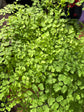 Adiantum Fragrans | 17cm pot