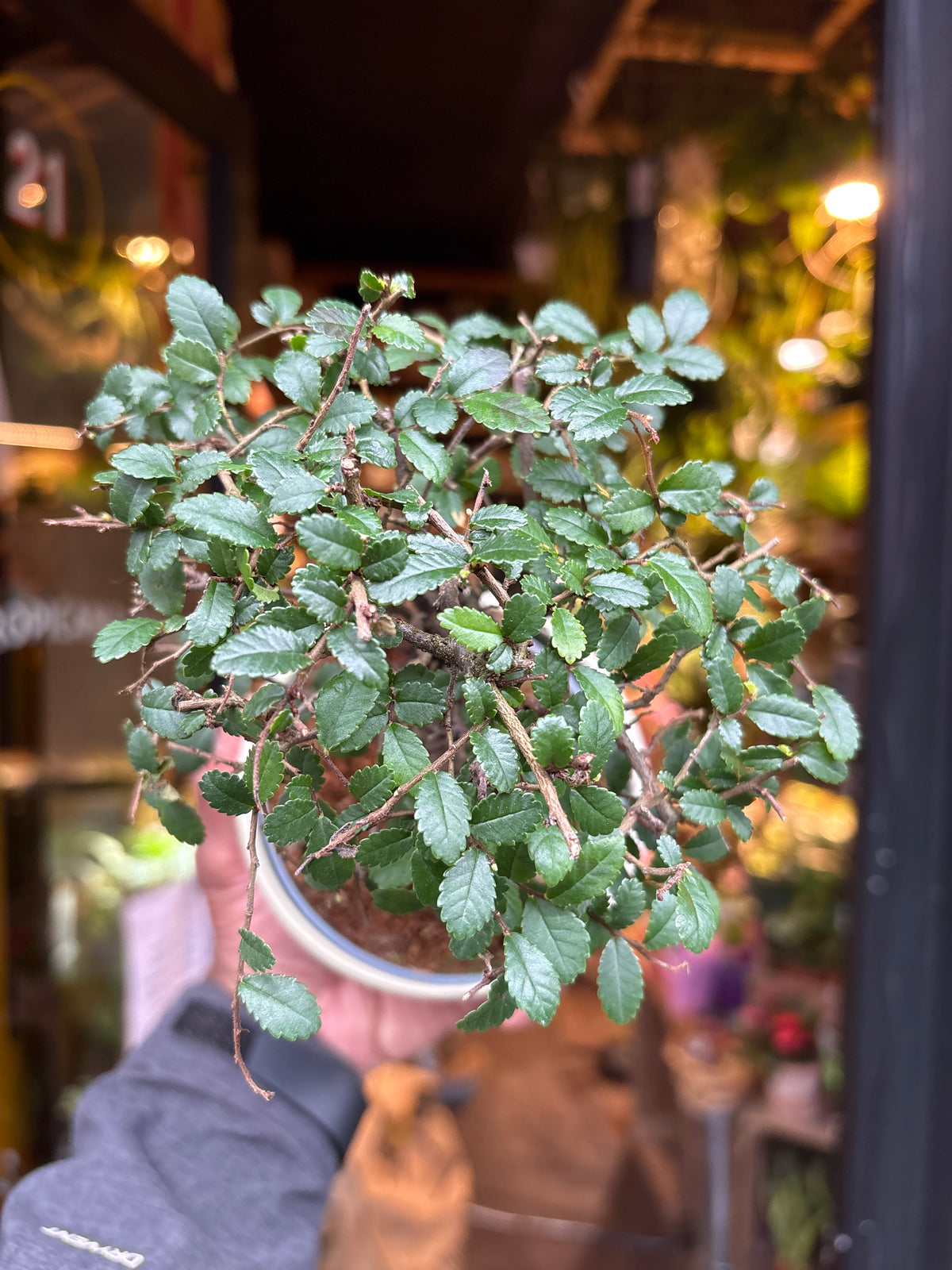 Bonsai Zelkova | 11cm green ceramic pot
