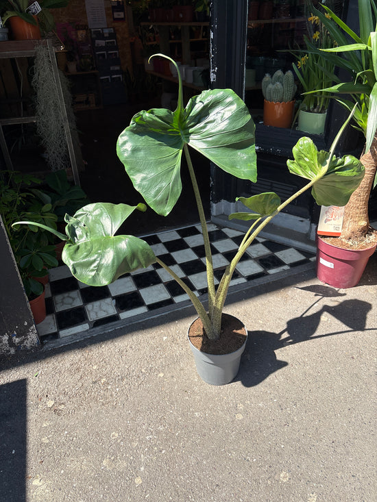 Alocasia Stingray | 17cm pot