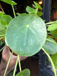Pilea Peperomioides | Chinese Money Plant | 12cm pot