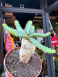 Euphorbia Stellata | 8.5cm pot