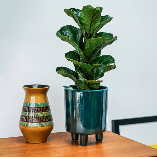 Pisa Premium Glaze Ceramic Indoor Plant Pot | Emerald | Small