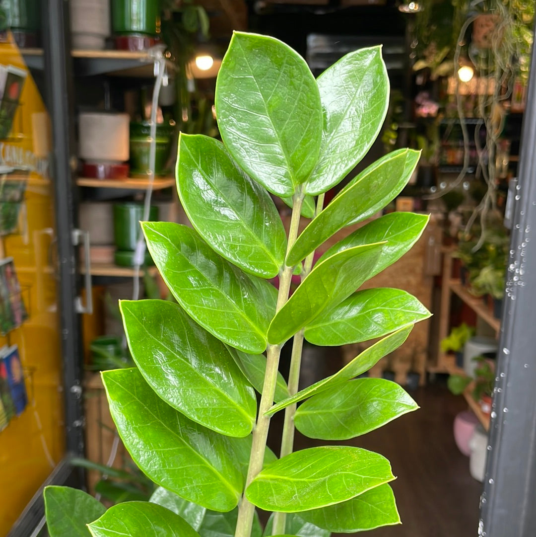 A Zamioculcas Zamiifolia also known as a ZZ plant in front of Urban Tropicana’s store in Chiswick, London