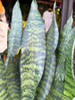 Sansevieria trifasciata Black Coral | 21cm pot