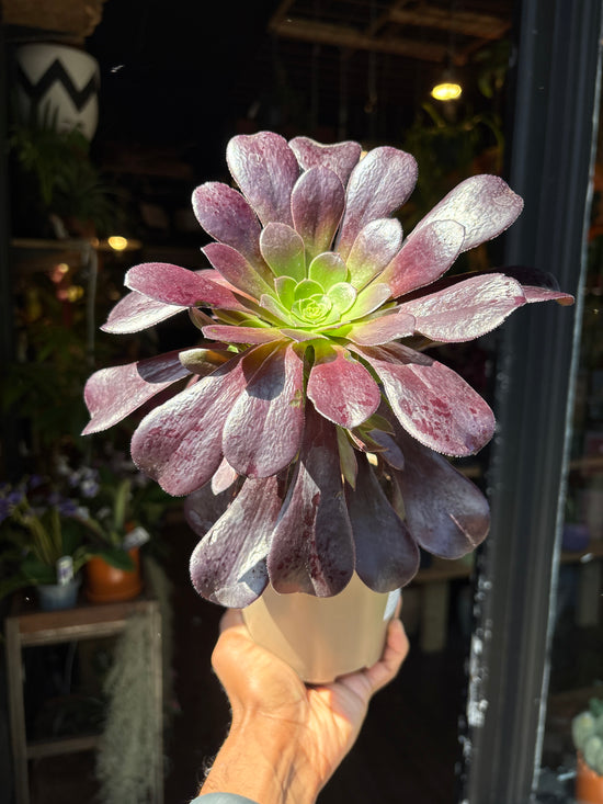 Aeonium Arboreum | 14cm pot