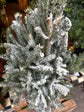 Picea Glauca Xmas Tree